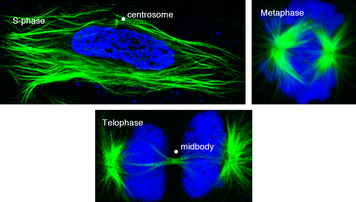 U2OS cells; α-Tubulin (green), Hoechst (blue)