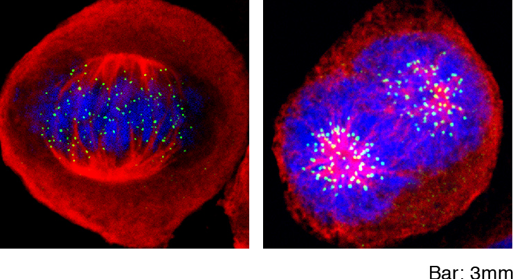 U2OS cells; a-tubulin (red), CENP-A (green), Hoechst (blue)