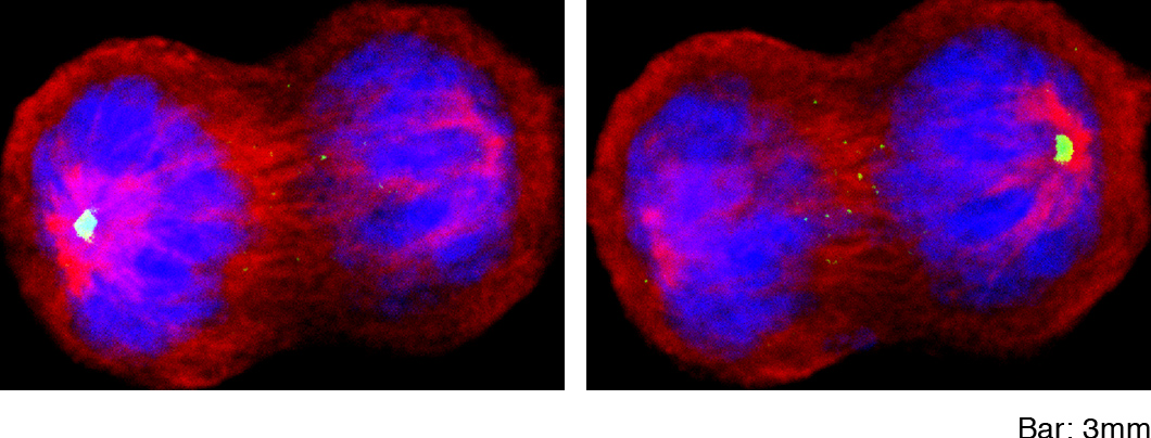 U2OS cells; a-tubulin (red), g-tubulin (green), Hoechst (blue)